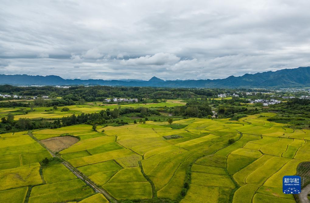 ag手机版下载